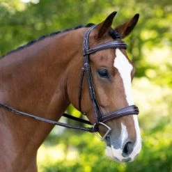 KL Select Hampton Bridle