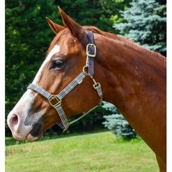 Jacks Mfg Halters & Leads 5/A Baker Breakaway Halter With Full Leather Crown