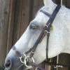 Best Sale β€οΈ Nunn Finer Kineton Noseband English Bridles π₯° 2 Nunn Finer Kineton Noseband English Bridles