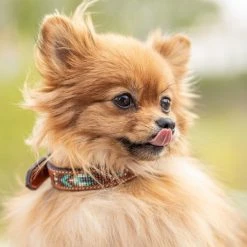 French Equestrian Penelope Pearl Dog Collar