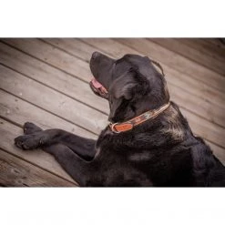 French Equestrian Penelope Pearl Dog Collar