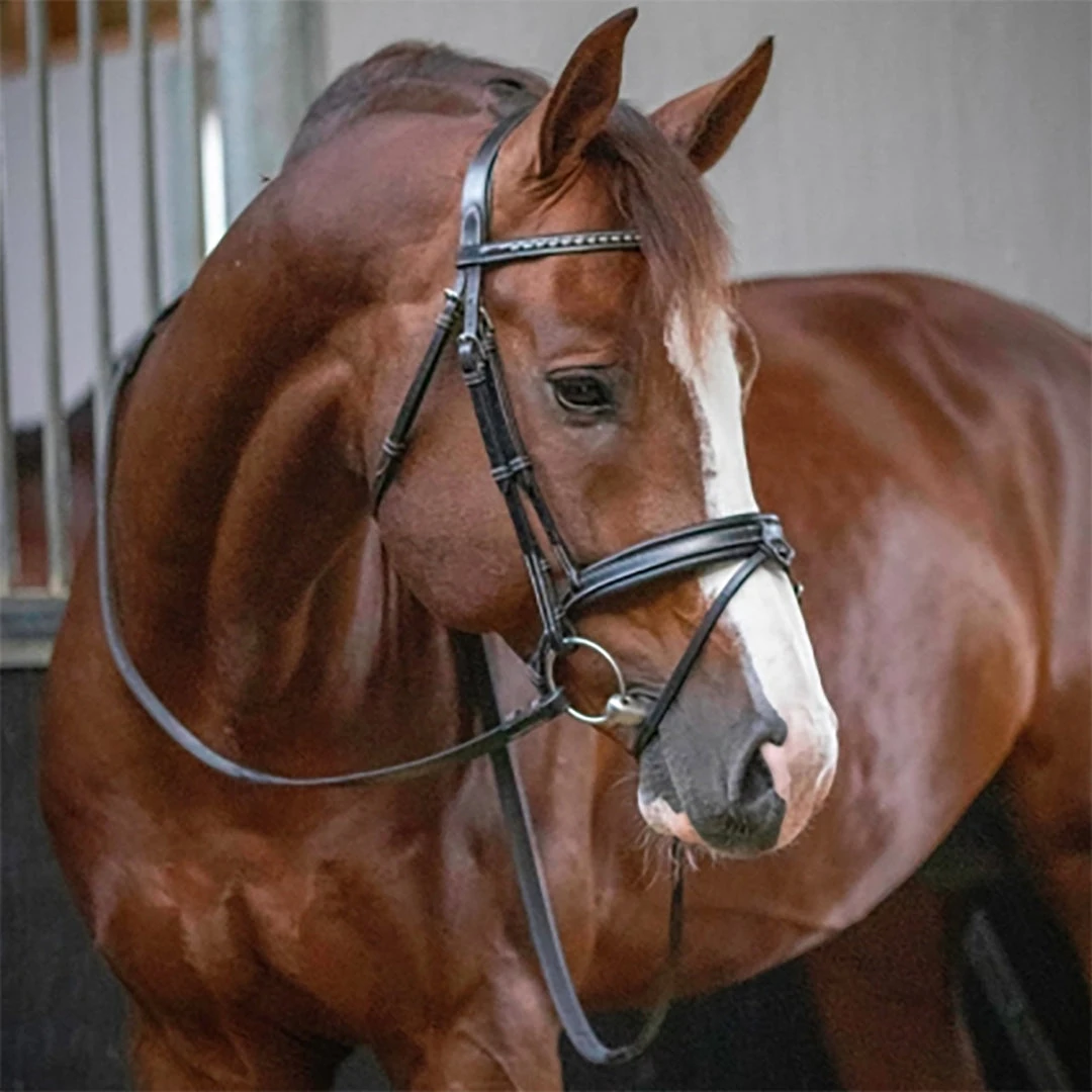 Outlet โญ French Equestrian Penelope Daily Bridle ๐ฏ 4 French Equestrian Penelope Daily Bridle