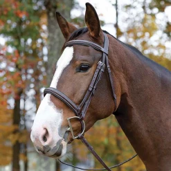 Shires Equestrian Products Avignon Ocala Bridle