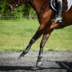 ThinLine Open Front Tendon Schooling Horse Boot