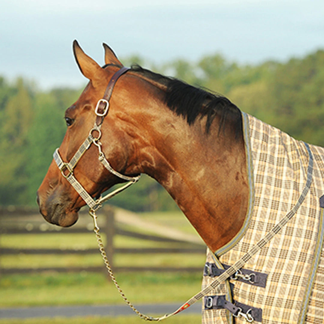 Best deal 🎁 Jacks Mfg Halters & Leads 5/A Baker Lead With Chain 🛒 4 Jacks Mfg Halters & Leads 5/A Baker Lead With Chain