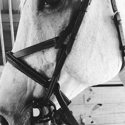 Frantisi Acavallo Sensitive Bit