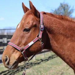 JPC Equestrian Tuffrider Nylon Breakaway Halter And Lead
