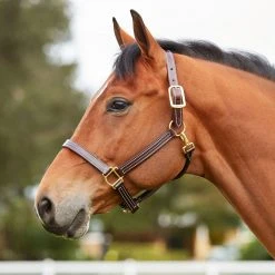 Walsh British Halter Halters & Leads