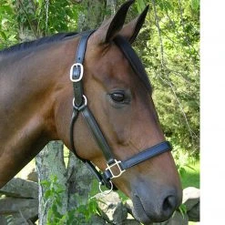 Black Oak By KL Select Sycamore Halter Halters & Leads