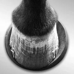 Cheap 🎉 Grooming EquiFit HoofSavers ⌛ 10 Grooming EquiFit HoofSavers