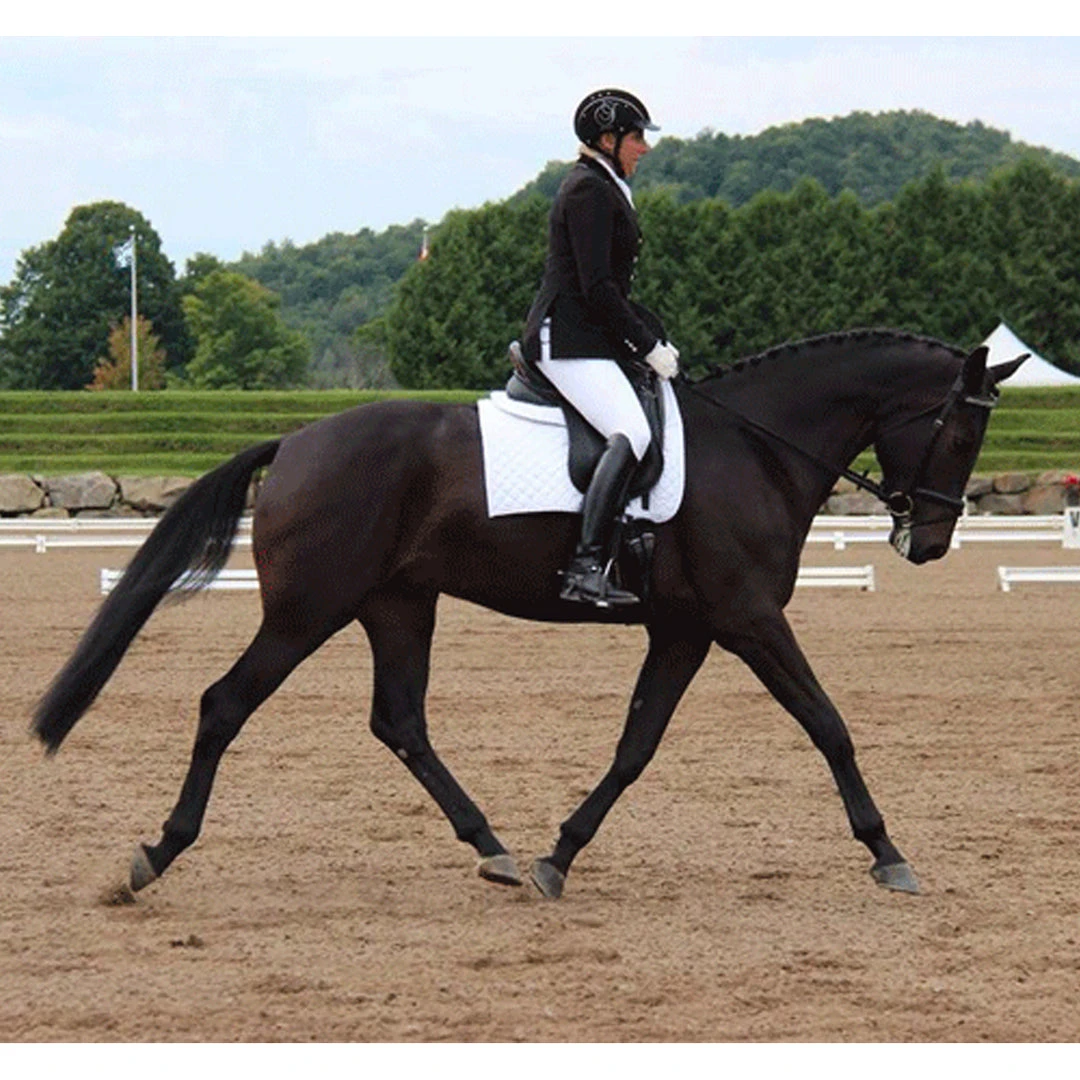 Buy ❤️ Ogilvy Equestrian Ogilvy 🔥 Dressage Memory Foam Half Pad Saddle Pads & Fittings 🛒 4 Ogilvy Equestrian Ogilvy Dressage Memory Foam Half Pad Saddle Pads & Fittings